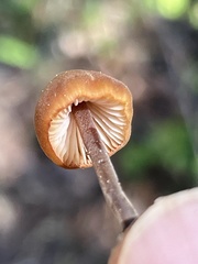 Macrocystidia