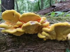 Laetiporus sulphureus