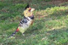 Trachyphonus vaillantii vaillantii