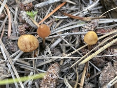 Macrocystidia