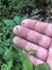 Galium latifolium