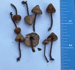 Macrocystidia