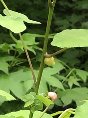 Phylloxera caryaemagna