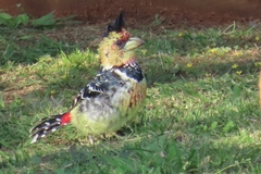 Trachyphonus vaillantii vaillantii