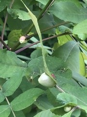 Phylloxera caryaemagna