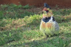 Trachyphonus vaillantii vaillantii