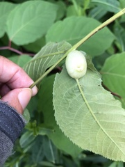 Phylloxera caryaemagna