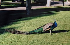 Pavo cristatus