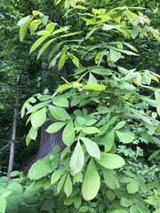 Phylloxera caryaemagna