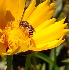 Halictus