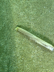 Ensis minor
