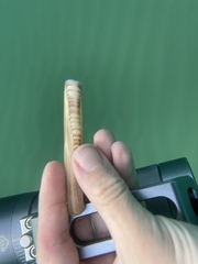 Ensis minor