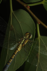 Orthetrum luzonicum