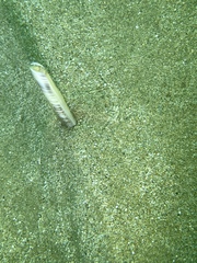 Ensis minor