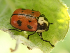 Cryptocephalus octopunctatus