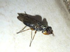 Dorycera
