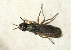Dorycera