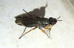 Dorycera