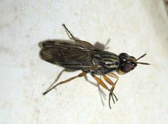 Dorycera