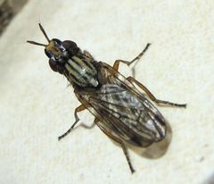 Dorycera