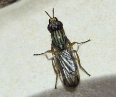 Dorycera