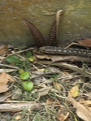 Alsophis rufiventris