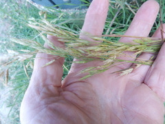 Bromus secalinus