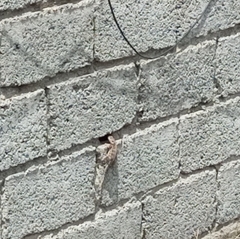 Acanthocercus minutus