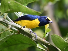 Euphonia imitans