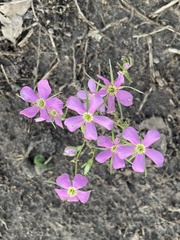 Sabatia campestris