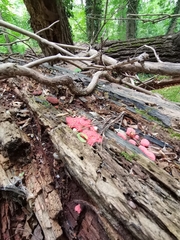 Tubifera ferruginosa