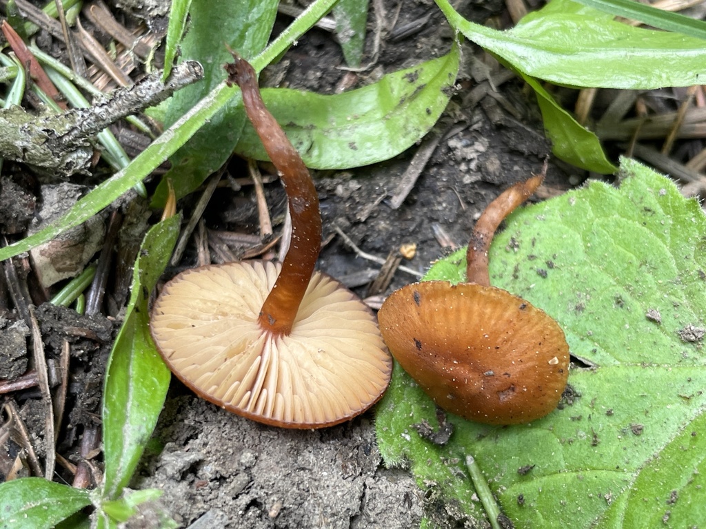 Rhodophana sp. 'nitellina-PNW01'