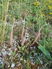 Petrosedum orientale