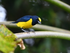 Euphonia imitans