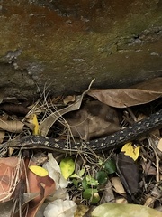 Alsophis rufiventris
