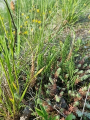 Petrosedum orientale