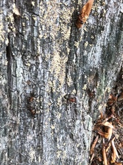 Camponotus ligniperda