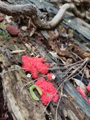 Tubifera ferruginosa