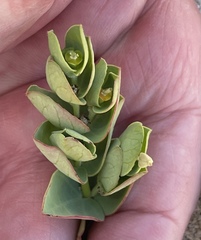 Euphorbia degeneri