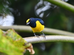 Euphonia imitans