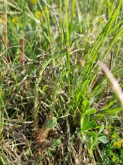 Petrosedum orientale