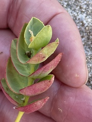 Euphorbia degeneri