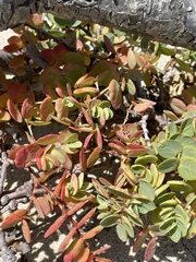 Euphorbia degeneri