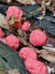 Tubifera ferruginosa