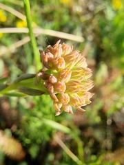 Petrosedum orientale