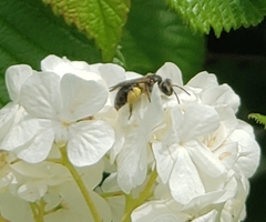 Andrena crataegi