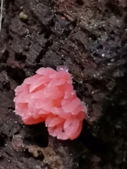 Tubifera ferruginosa