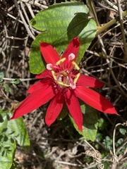 Passiflora miniata × vitifolia
