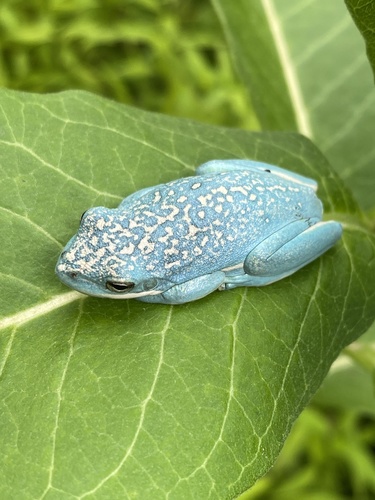 Green Treefrog photographed in Maryland