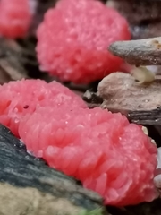 Tubifera ferruginosa